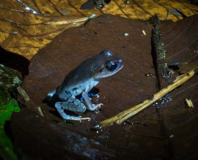 Lowland Litter frog, Kubah
