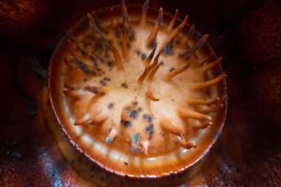 Rafflesia tuan mudae, Gunung Gading
