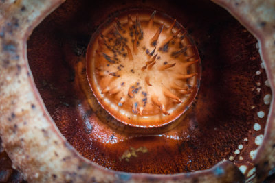 Rafflesia tuan mudae, Gunung Gading