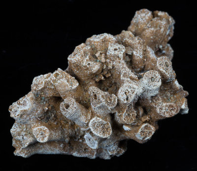 Peronidella ramosa, 7 cm, Farringdon Sponge Gravels, Berkshire