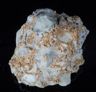 Glass Mountains sponges, Permian, West Texas