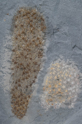 Chancelloria sp (7 rayed spicules predominate), Upper Wheeler Formation, Drumian, Middle Cambrian, Millard County, Utah.