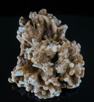 Peronidella , 58 mm, Faringdon sponge gravels