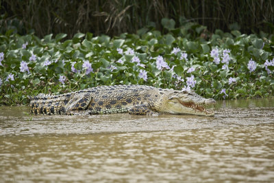 Kinabatangan estuarine crocodile