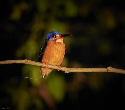 Kinabatangan blue eared kingfisher at night