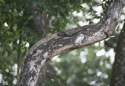 Kinabatangan sleeping monitor lizard
