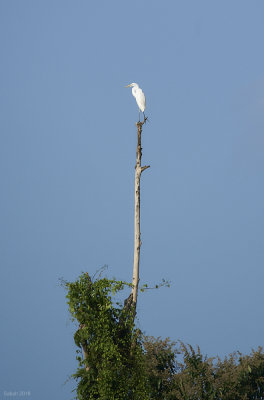 Kinabatangan egret perch