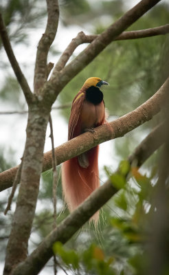 Raggiana bird of paradise (Paradisaea raggiana), Varirata National Park