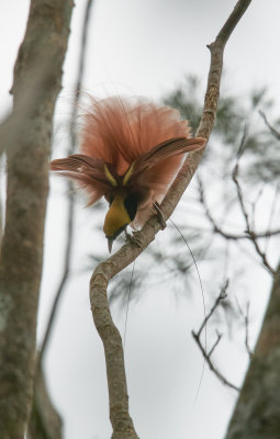 Raggiana bird of paradise (Paradisaea raggiana), Varirata National Park