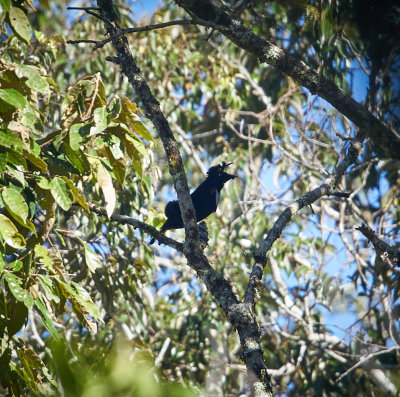 Superb bird of paradise (Lophorina superba), Rondon