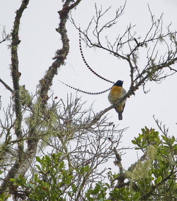 King of Saxony bird of paradise (Pteridophora alberti), Rondon