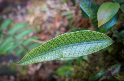 Patterned leaf