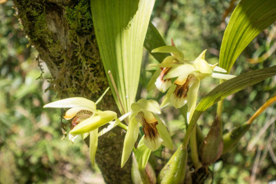 orchid40.jpg