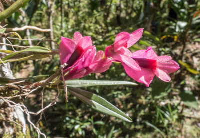 Dendrobium vexillarius