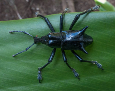 Black-horned weevil (Gymnopholus weiskei). Mount Hagen volcano