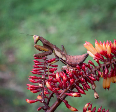 Mantis nymph, Paiya