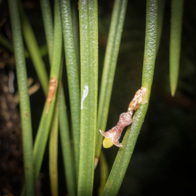 Ceratostylis sp