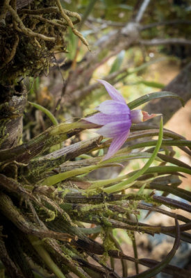 Dendrobium cyanocentrum