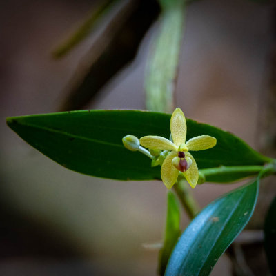 An orchid in the Gunung Leuser forest