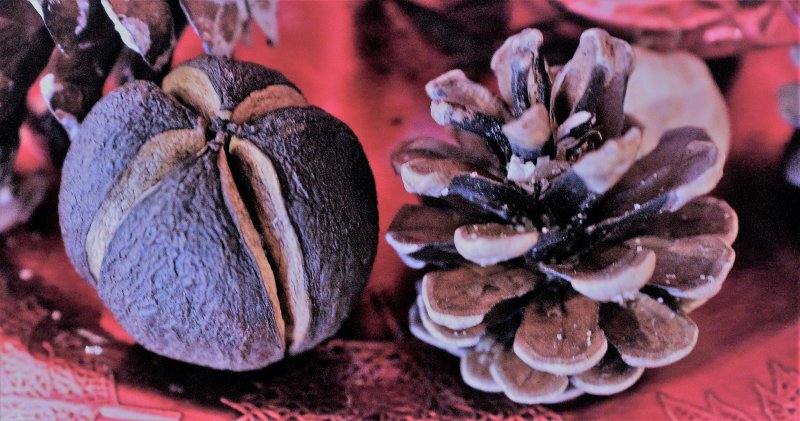 Nut and Pine Cone