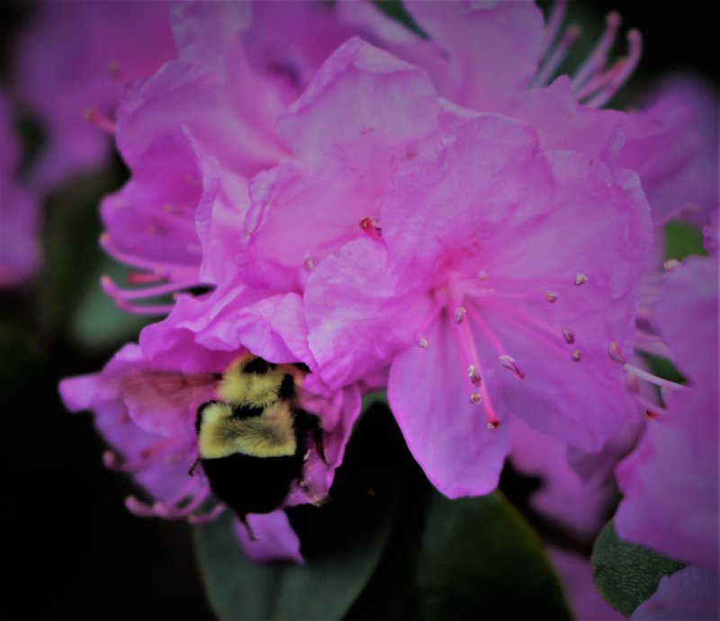 Hybrid Azalea with Bumble Bee