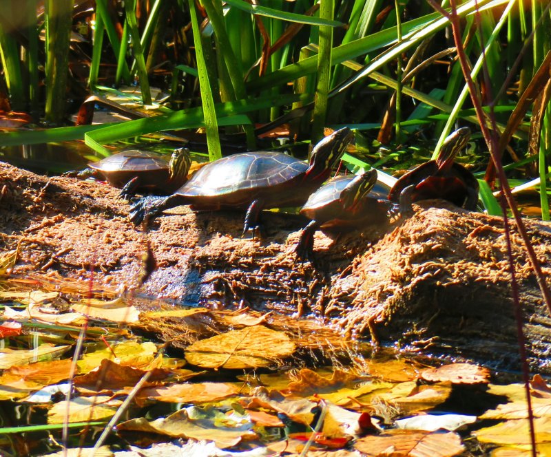 Bog turtles enjoying a place in the sun