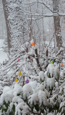 Surprise Snow Storm