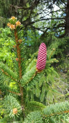 New life emerging from a stately Norway spruce