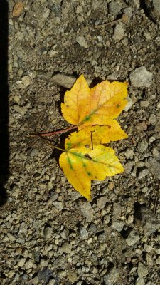 Maple Leaves 