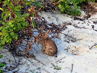 One original beach bunny