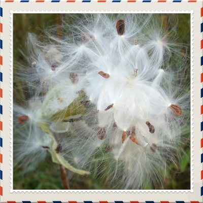 Milkweed -  Asclepias syriaca - opening up