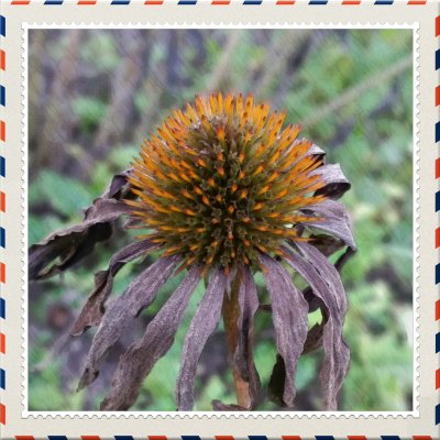 Coneflowers at its end of the cycle - echinacea