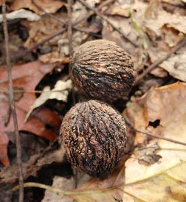 Eastern Black Walnuts - juglans nigra