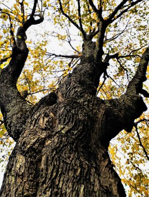 A Monster of a Treee