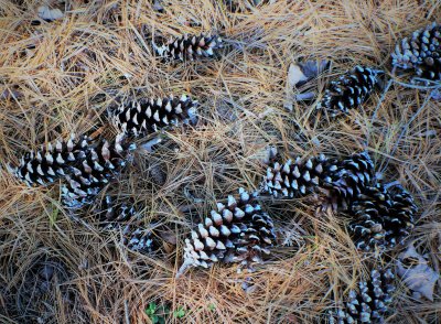 Real Pine Cones
