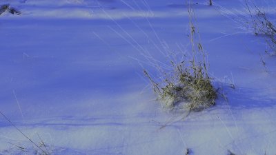 Frosty