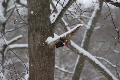A pileated woodpecker at work