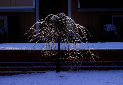 Frozen 