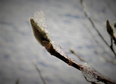 Magnolia Bud