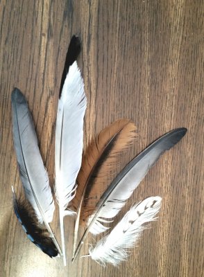 My little collection of feathers