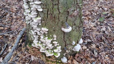 Fungi or mushrooms