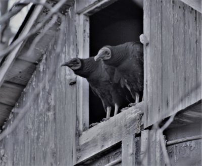 Immature Black Vultures