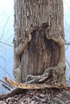 A Tree Trunk with a Tattoo