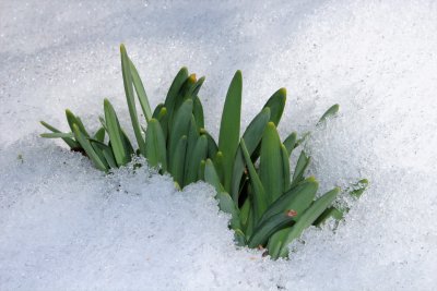 Daffodils peeking through the snow cover