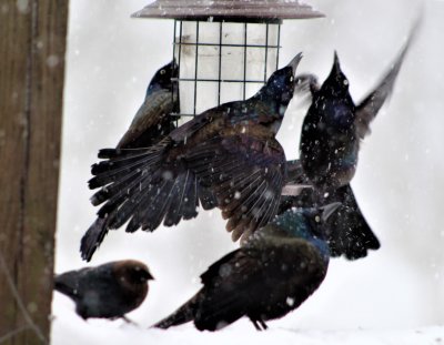 Rumble at the Feeder
