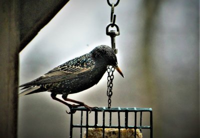 Starling in full spring suit