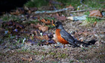 American Robin - turdus migratorius