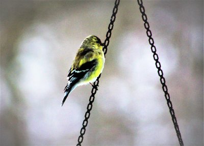 American gold finch (winter colors) spinus tristis