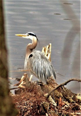 A new bird on the lake.