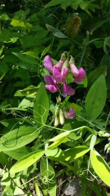 Sweet Peas  - Lathyrus odoratus